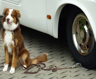 Hundfäste hundplatta hundtillbehör husdjur