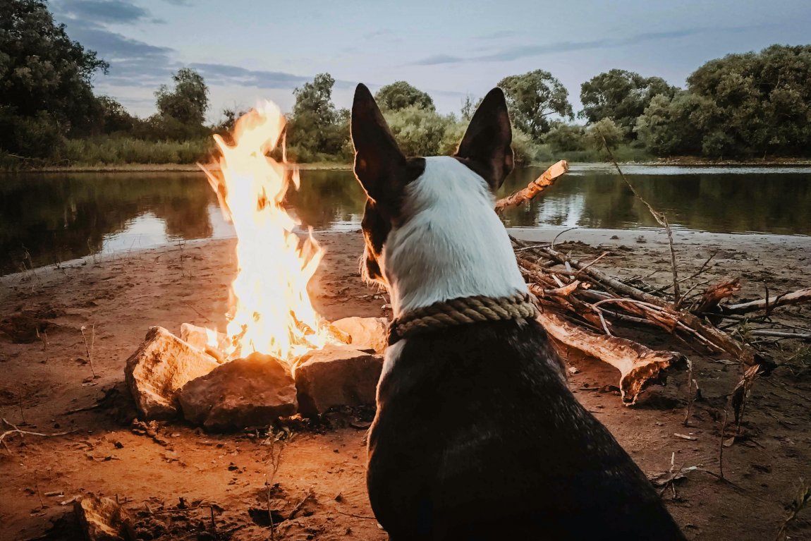 Hund på campingsemester