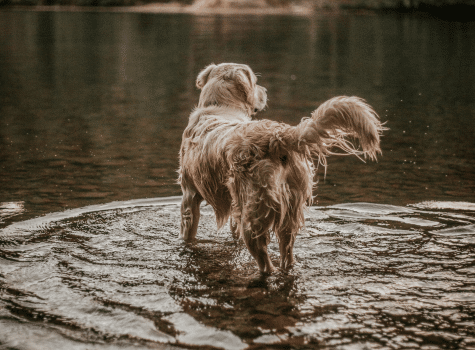 Ta med hunden till camping med hundbad och hunddusch