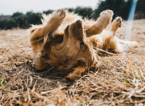 Ta med din hund till en hundcamping i sommar!